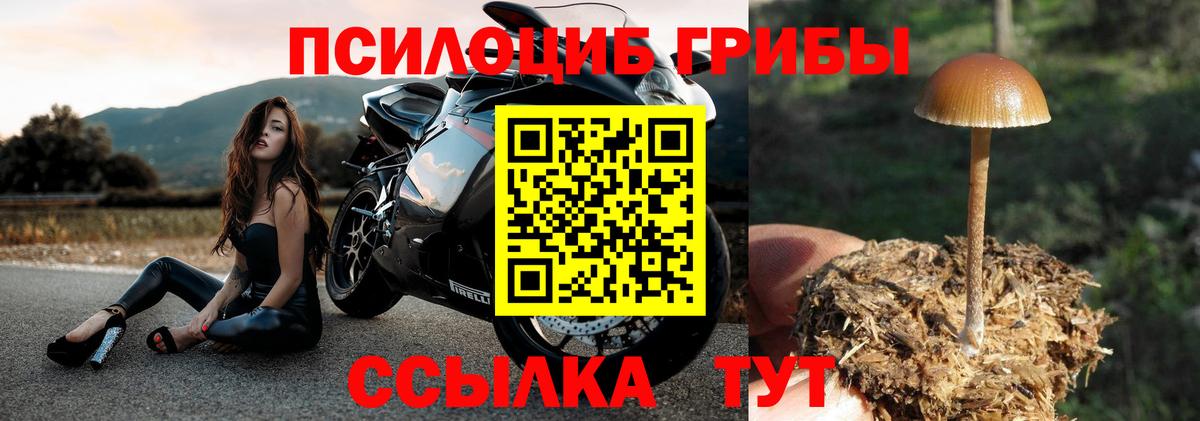 Псилоцибиновые грибы мицелий Нововоронеж